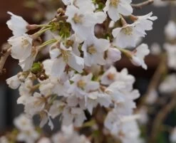 Zwerg-Zierkirsche `Kojou-no-mai´ Prunus Incisa `Kojou-no-mai´ 6 Zwerg-Zierkirsche `Kojou-no-mai´ Prunus Incisa `Kojou-no-mai´ -Qualitätspflanzenladen kojou no mai2
