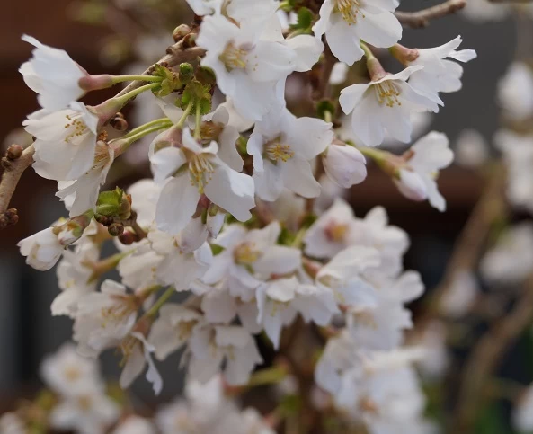 Zwerg-Zierkirsche `Kojou-no-mai´ Prunus Incisa `Kojou-no-mai´ 3 Zwerg-Zierkirsche `Kojou-no-mai´ Prunus Incisa `Kojou-no-mai´ – Bild 3