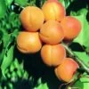Aprikose `Kuresia´ (einjährige Pflanze) Prunus Armeniaca `Kuresia´