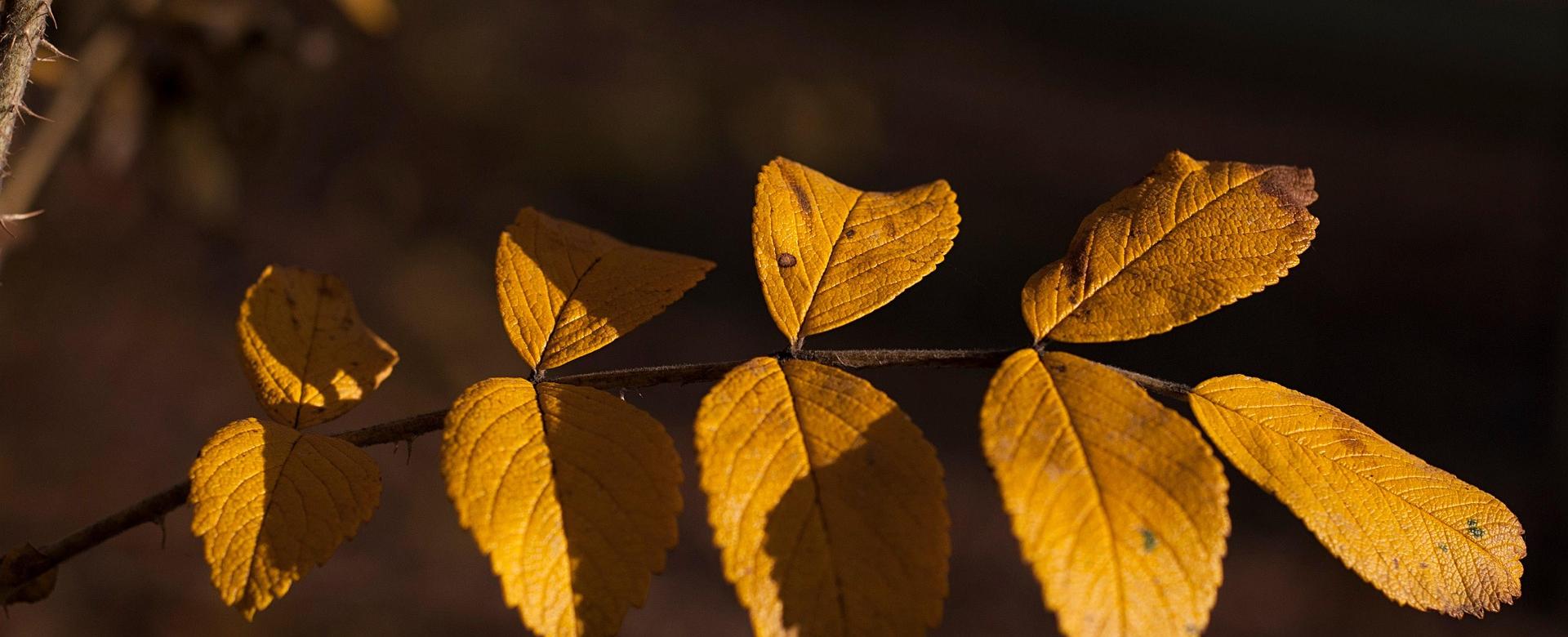 Qualitätspflanzenladen -Qualitätspflanzenladen leaves 8410237 1920