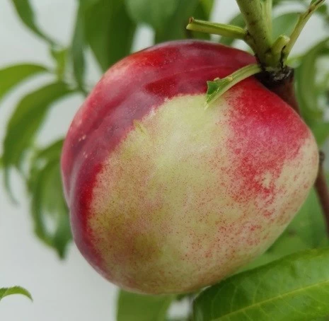 Nektarine `Fantasia´ Prunus Nucipersica `Fantasia´ 1 Nektarine `Fantasia´ Prunus Nucipersica `Fantasia´