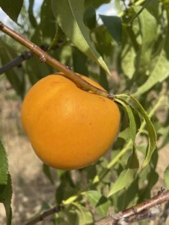 Honig-Nektarine `Bellarina´ Prunus Nucipersica `Bellarina´ 5 Honig-Nektarine `Bellarina´ Prunus Nucipersica `Bellarina´ -Qualitätspflanzenladen nektarine bellarina frucht