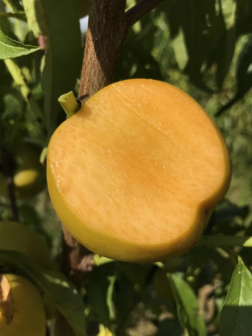 Honig-Nektarine `Bellarina´ Prunus Nucipersica `Bellarina´ 2 Honig-Nektarine `Bellarina´ Prunus Nucipersica `Bellarina´ – Bild 2