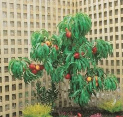 Zwergnektarine `Rubis® Necta ZeeⓈ´ Prunus Nucipersica 6 Zwergnektarine `Rubis® Necta ZeeⓈ´ Prunus Nucipersica -Qualitätspflanzenladen nektarine necta zee rubis baum