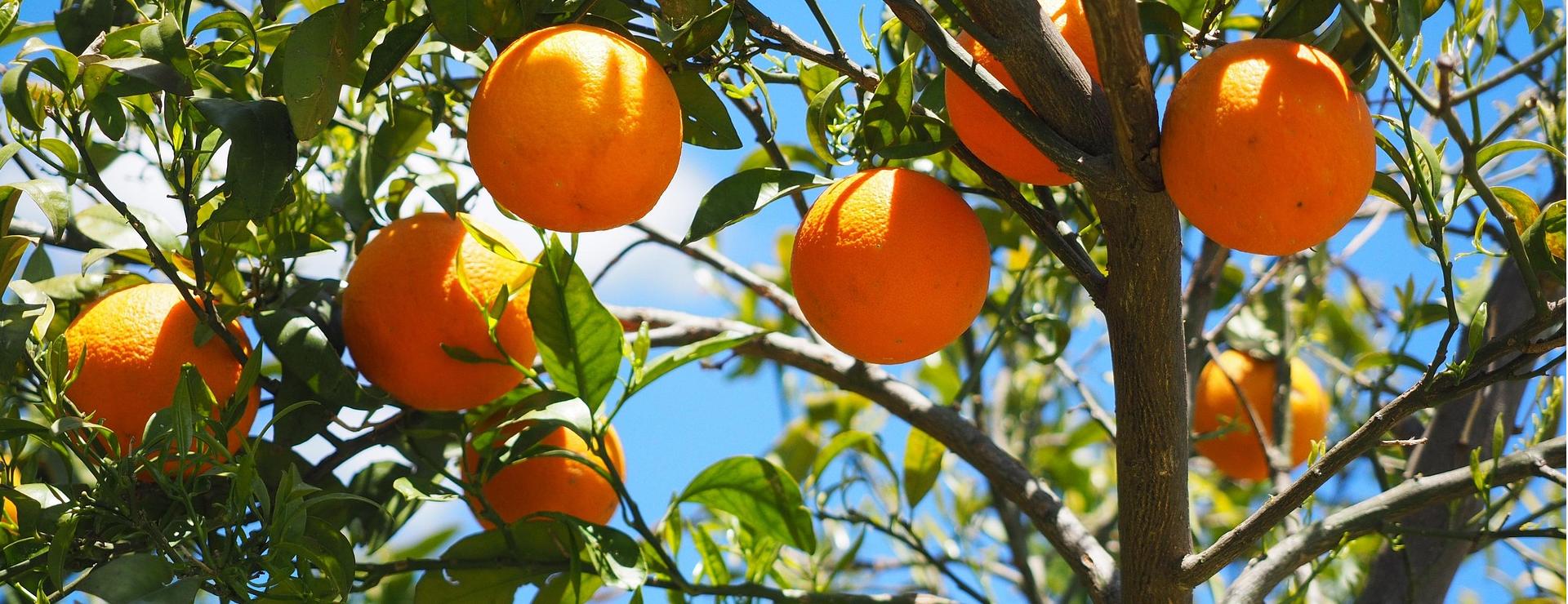 Qualitätspflanzenladen -Qualitätspflanzenladen oranges 1117628 1920