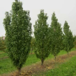 Säulen-Pfirsich `Ellora´ Prunus Persica `Ellora´ -Qualitätspflanzenladen pfirsich ellora baeume