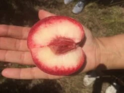 Säulen-Pfirsich `Ellora´ Prunus Persica `Ellora´ -Qualitätspflanzenladen pfirsich ellora frucht1