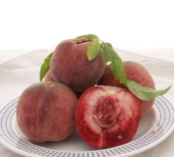 Säulen-Pfirsich `Ellora´ Prunus Persica `Ellora´