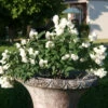 Zwerg-Gartenjasmin `Little White Love´ Philadelphus Coronarius