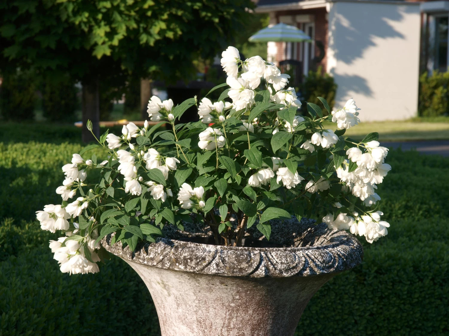 Zwerg-Gartenjasmin `Little White Love´ Philadelphus Coronarius 1 Zwerg-Gartenjasmin `Little White Love´ Philadelphus Coronarius
