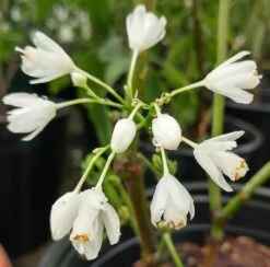 Rispen-Pimpernuss Staphylea Pinnata -Qualitätspflanzenladen pimpernuss2