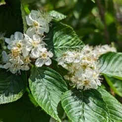 Erlenblättrige Eberesche `Red Bird´ Sorbus Alnifolia `Red Bird´ -Qualitätspflanzenladen red bird 2