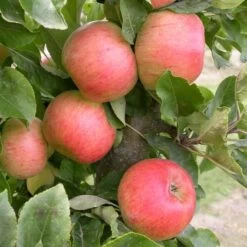 Säulenapfel Rhapsodie Ⓢ Malus Domestica