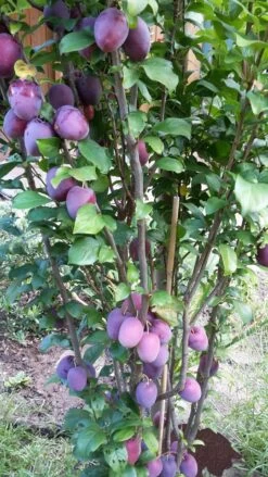 Rote Säulen-Mirabelle `Ruby´ Wurzelnackt Prunus Domestica Subsp. Syriaca `Ruby´ -Qualitätspflanzenladen ruby2a0Cx9InYDY0Pl