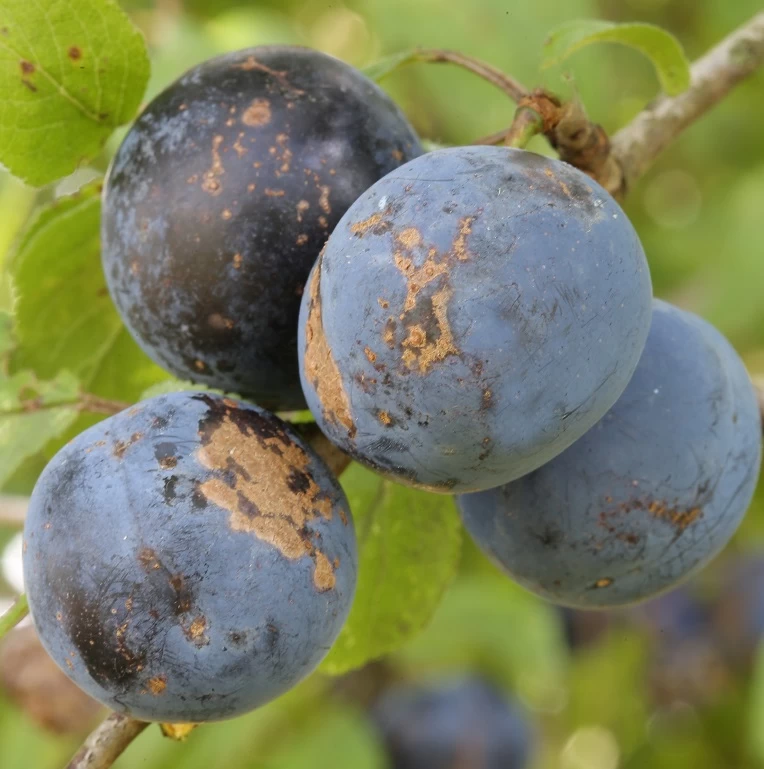 Haferschlehe Prunus Domestica Susp. Insititia 1 Haferschlehe Prunus Domestica Susp. Insititia