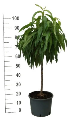 Zwergpfirsich `Bonanza´ Prunus Persica -Qualitätspflanzenladen zwergpfirsich weiss